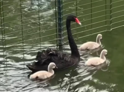 Пара черных лебедей в ростовском зоопарке обзавелась потомством