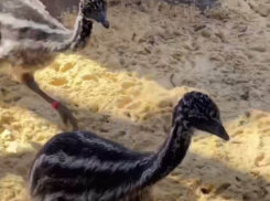 В Ростовском зоопарке подросли птенцы страуса эму