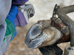 Ветеринарному врачу-ортопеду из Ростова готовы платить от 80 тысяч рублей