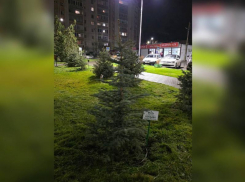 Засохшую ёлку Голубева в Белой Калитве всё-таки заменили на новую 