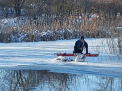 Лебедя, оставшегося рядом с погибшей подругой на льду спасли в Ростовской области  