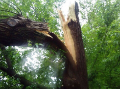 Сломанное ветром гигантское дерево у школы в Ростове попало на видео