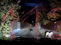 Хозяева напавшего на женщину алабая заявили, что пострадавшая ударила пса