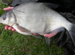 В Ростовской области хотят восстановить воспроизводство донского леща в 2024 году