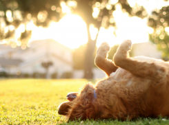 В среду в Ростове ожидается теплая и ветреная погода