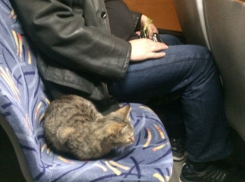 В ростовском автобусе замечен необычный пассажир