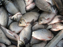В Ростове уничтожили 20 кг живой рыбы сомнительного качества
