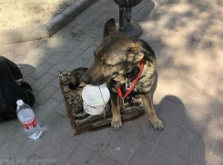 Жертвовать по 100-500 рублей собаке-попрошайке призвал прохожих ее обнаглевший хозяин в Ростове