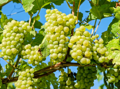 Семь сезонных обработок виноградника от болезней и вредителей