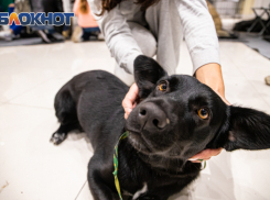 Кинологи рассказали ростовчанам как отыскать потерявшуюся в лесу собаку