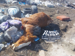 В Ростове на свалке в Левенцовке нашли труп коня