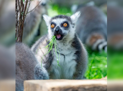 Ростовский зоопарк прекратил проводить показательные кормления и экскурсии