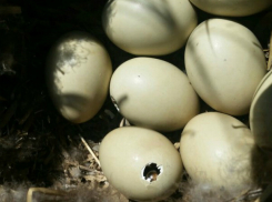 «Высиживающий» брошенное гнездо кряквы мужчина вызвал умиление у жителей Ростовской области