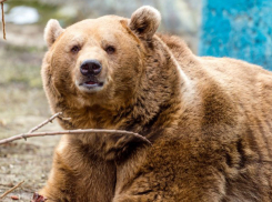 Медведь Андрюша проснулся после долгой спячки в зоопарке Ростова
