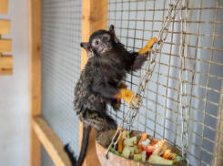 Ростовский зоопарк переходит на весенне-летний режим работы с 1 апреля