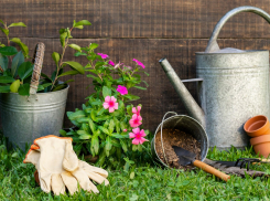 Крысы, зайцы и полевки: как ростовским садоводам защитить участок от вредителей