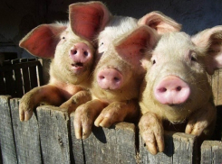 Крупную партию свиной печени без документов задержали в Ростовской области 