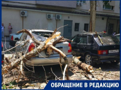 В центре Ростова сухой тополь упал на припаркованные автомобили