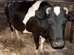 В одном из районов Ростовской области ввели карантин по бруцеллезу