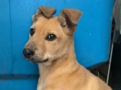 Симпатичный ростовский щенок чудом выжил после попыток живодеров закопать его в трубу и усыпить