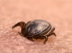 Ростовчанин заболел Крымской лихорадкой