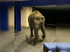 Слонихе, которую Ростовский зоопарк передал Запашным, поменяли имя в цирке