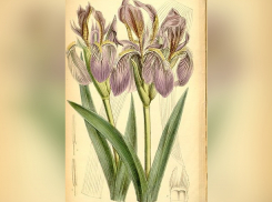 В Ростовской области ирис оказался на грани исчезновения