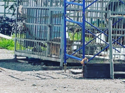 В Ростовской области исчезла львица, за судьбу которой переживали зоозащитники