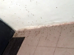 Ужасный запах в подъезде и черные мушки на стенах отравили ростовчанам жизнь