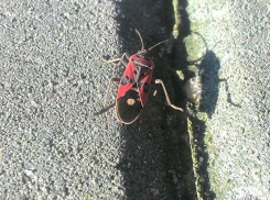 Жучки и паучки проснулись посреди зимы в Ростове