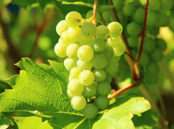Виноград вредителям не рад: как ростовчанам вовремя распознать и убрать опасных насекомых