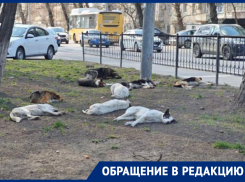 В Ростове жители Нариманова ходят с электрошокерами от стаи бродячих собак