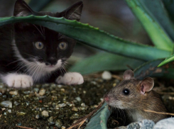 Чиновники поймают мышей на ростовском кладбище за 700 тысяч рублей