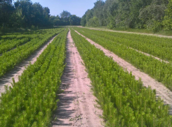 В Ростовской области в 2024 году высадят почти 2000 га леса