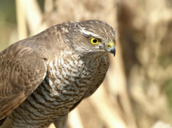 В ростовский аэропорт поступили «на службу» два пернатых защитника