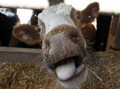 Агрессивная бешеная корова поставила «на рога» жителей хутора в Ростовской области