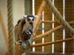 Кошачий лемур родился в ростовском зоопарке 