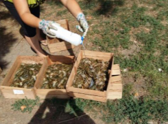 «Белизной» жестоко уничтожили больше 130 килограммов раков в Ростове 