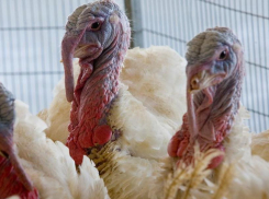 Площадки «Евродона» запустят в Ростове при поддержки федеральных властей