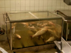 Дохлые толстолобики в гипермаркете со смешными скидками «за вонь» шокировали ростовчанку