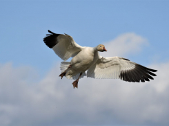 Массовую гибель животных зафиксировали в нескольких районах Ростовской области