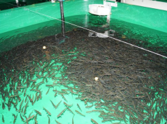 Комплекс по разведению шемаи, осетра и стерляди построят в Ростовской области