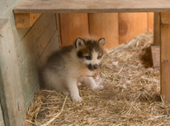 Невероятно милые лисята родились в ростовском зоопарке и вышли к людям