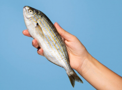 «Экодон» построит в Ростовской области заводы полного цикла производства рыбы за 2,2 млрд рублей