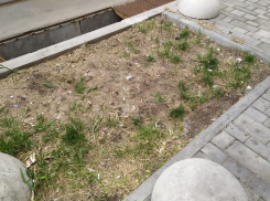 Власти Ростова считают нормой загаженный мусором и фекалиями газон в центре города