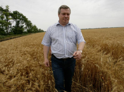 Голубев заявил об угрозе гибели 30% урожая в Ростовской области из-за засухи