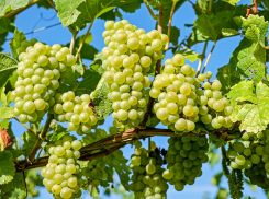 На Дону продлили конкурсное производство для «Лозы Приморья»