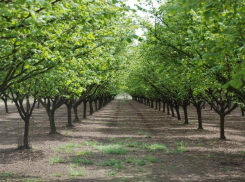 В Ростовской области появится ореховый сад за 1 млрд рублей