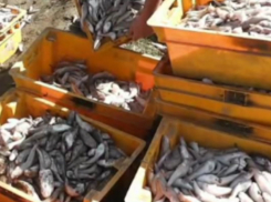 В Ростовской области поймали браконьера с тысячью рыб