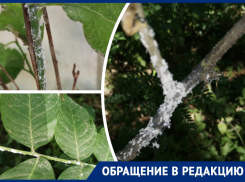 Два садовых товарищества в Первомайском районе Ростова пострадали от нашествия белой цикадки